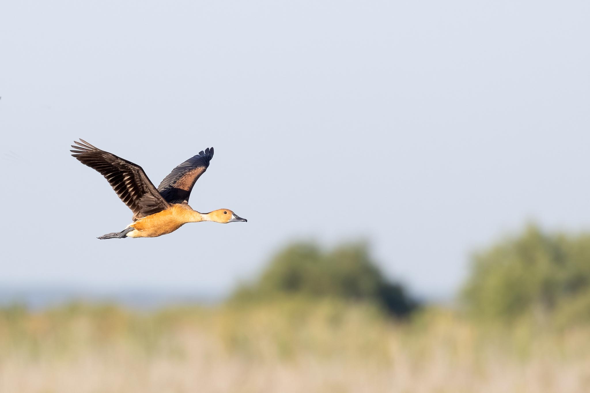 Fulvous Whistling-ducks in Flight