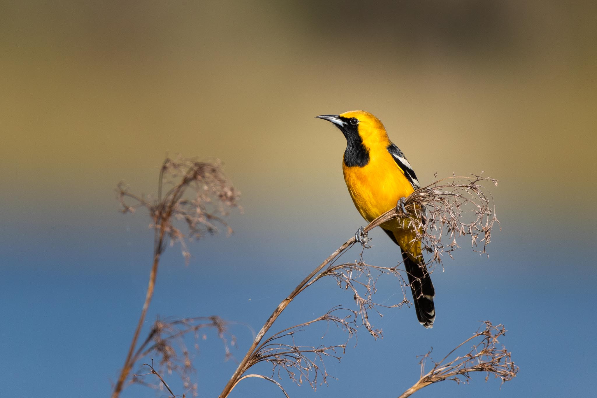 Hooded Oriole