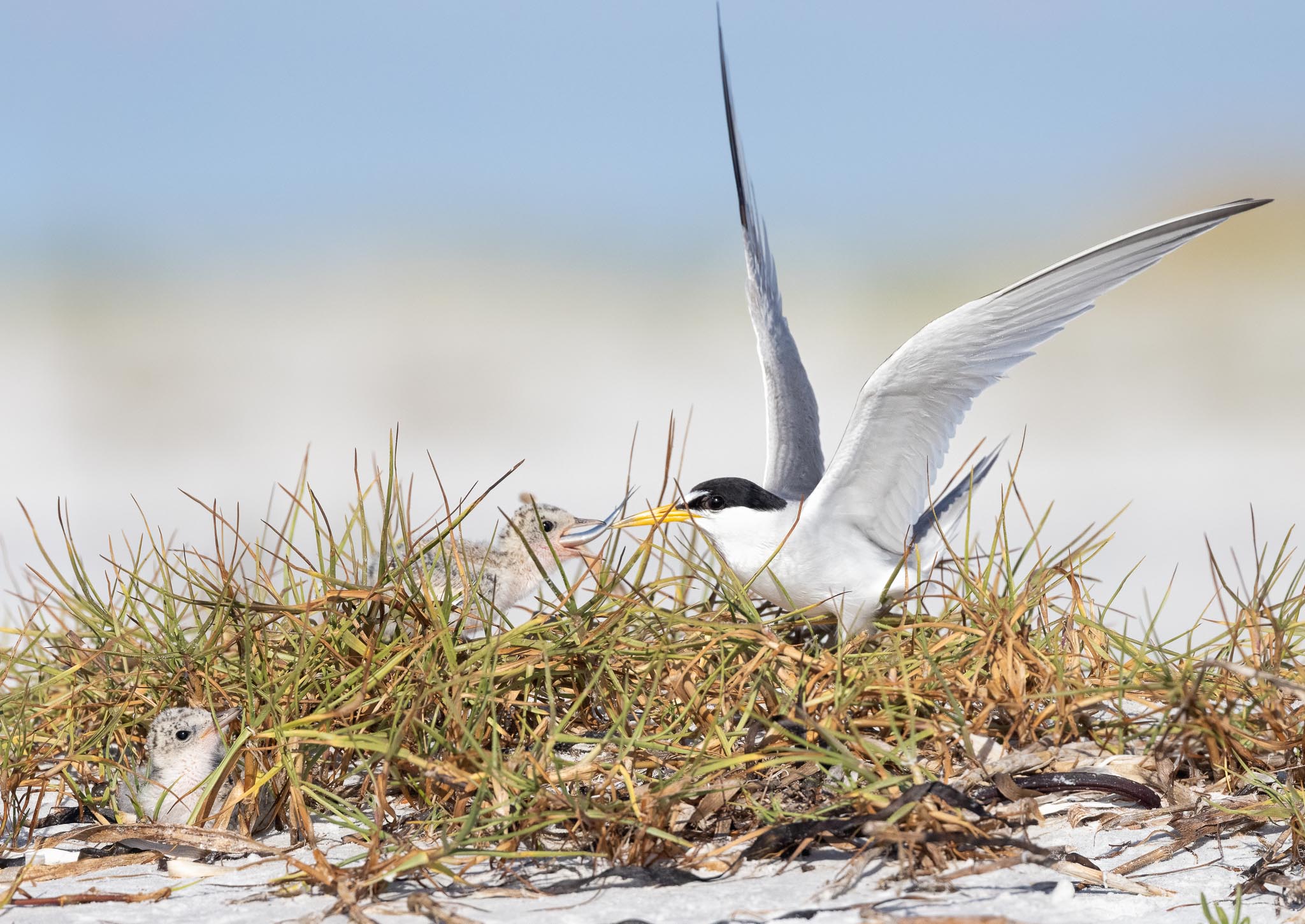 Least Tern Feeding Babies