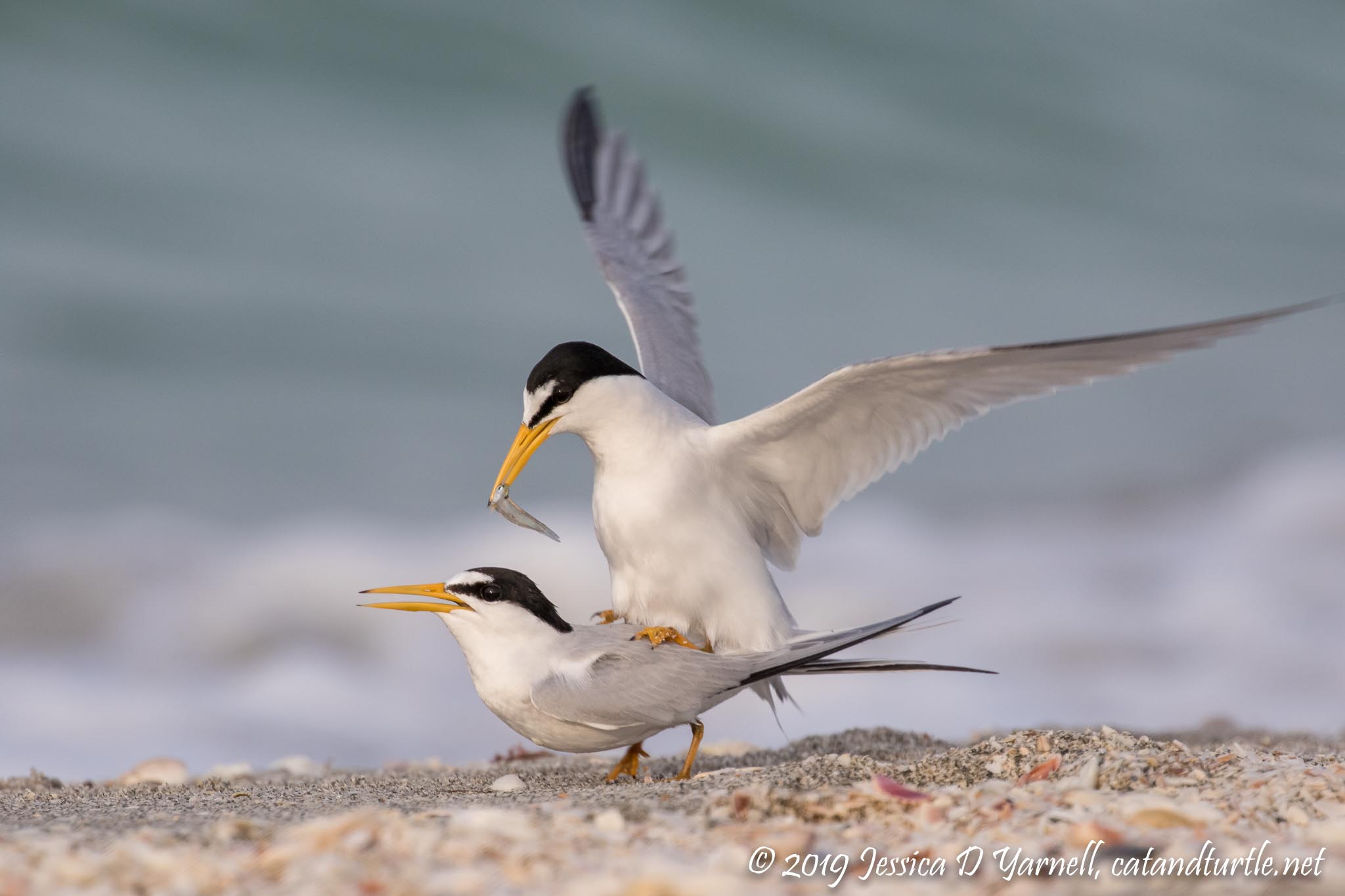 Least Tern Fish Exchange