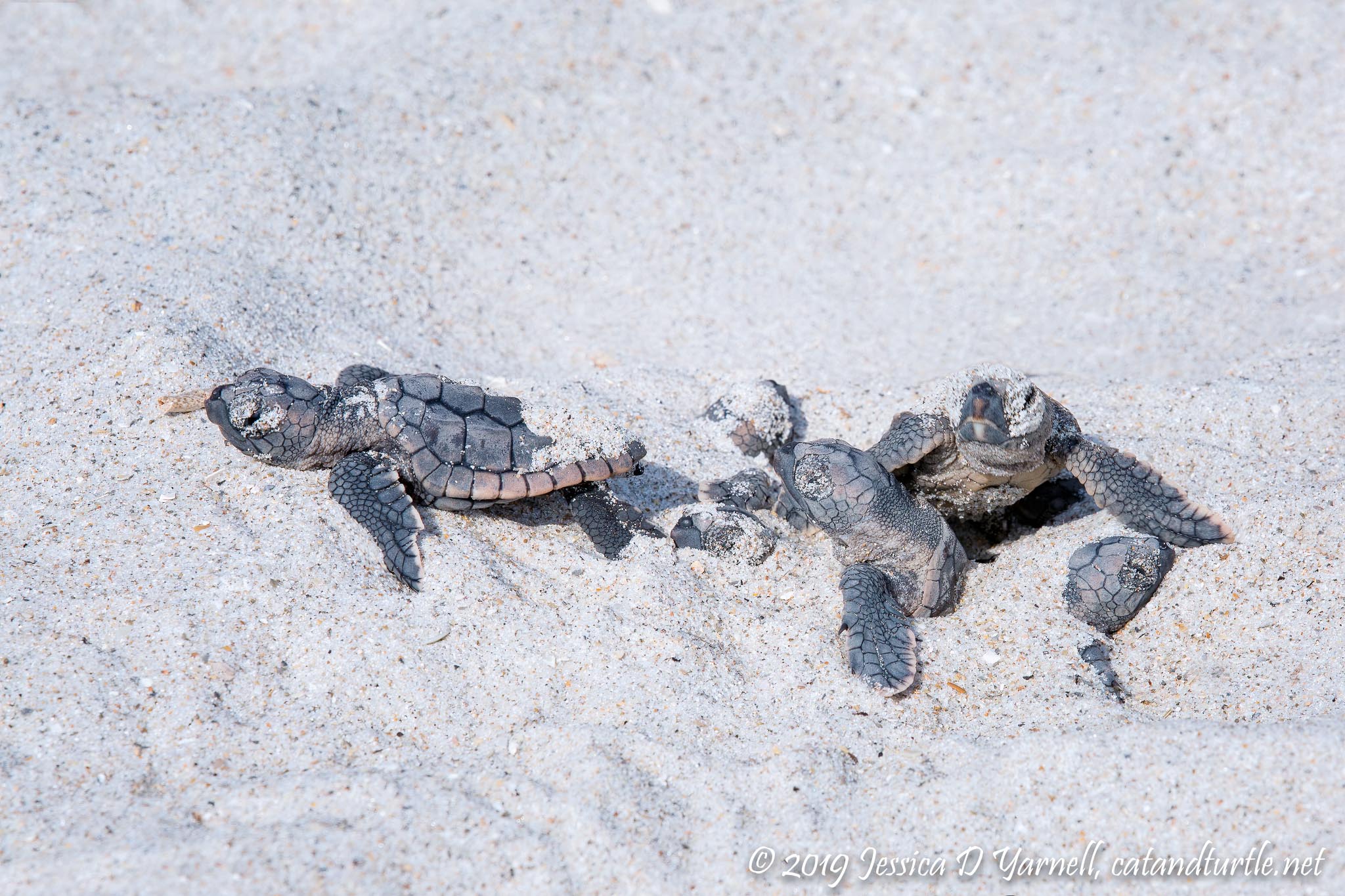 Loggerhead Sea Turtle Hatchling