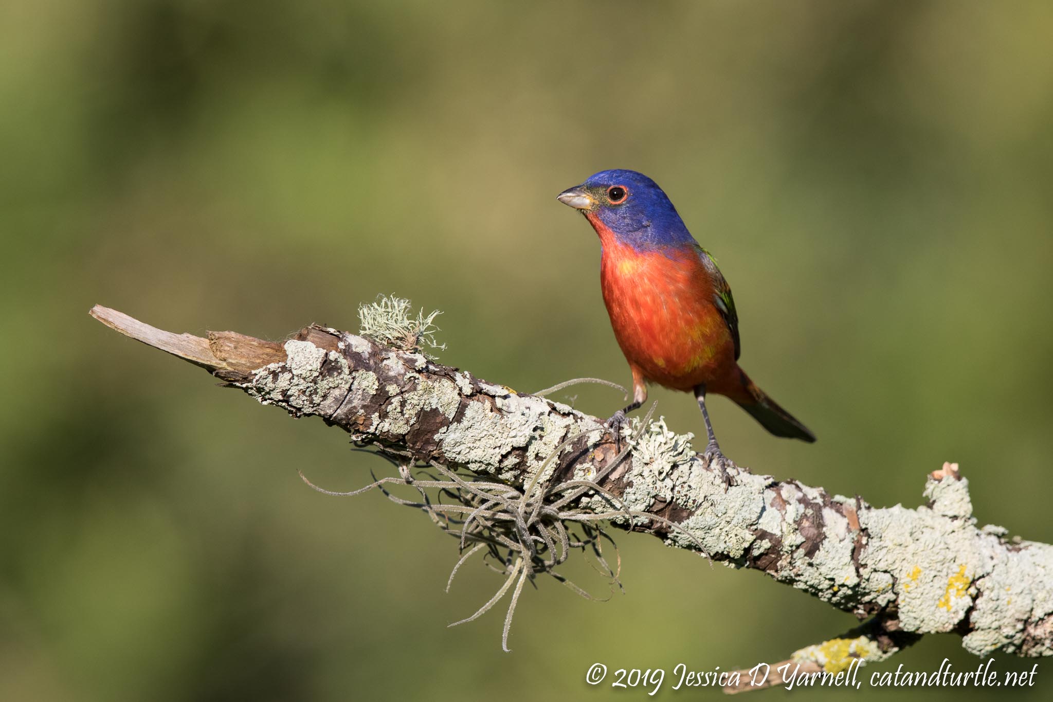 Painted Bunting (Male)