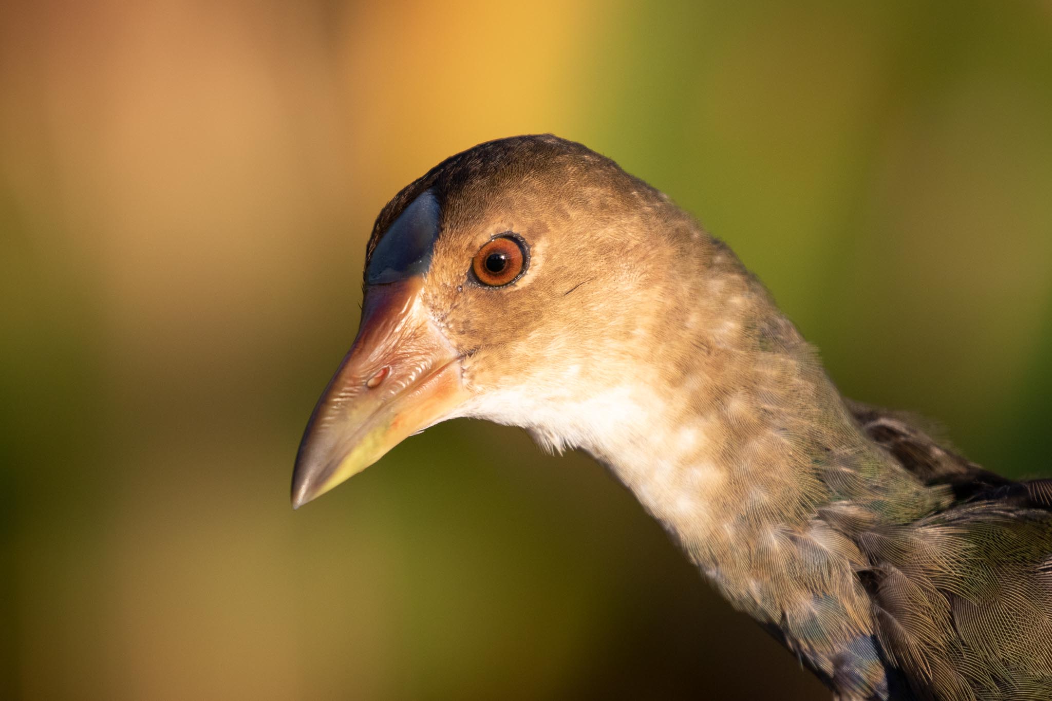 Purple Gallinule