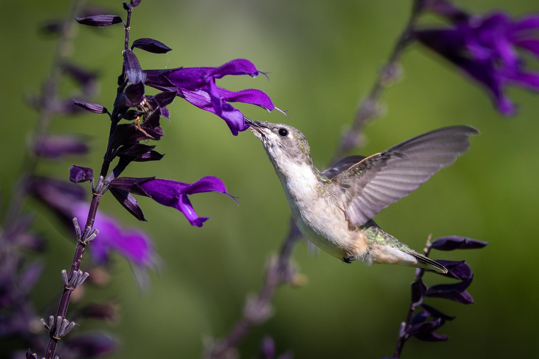 Ruby-throated Hummingbird