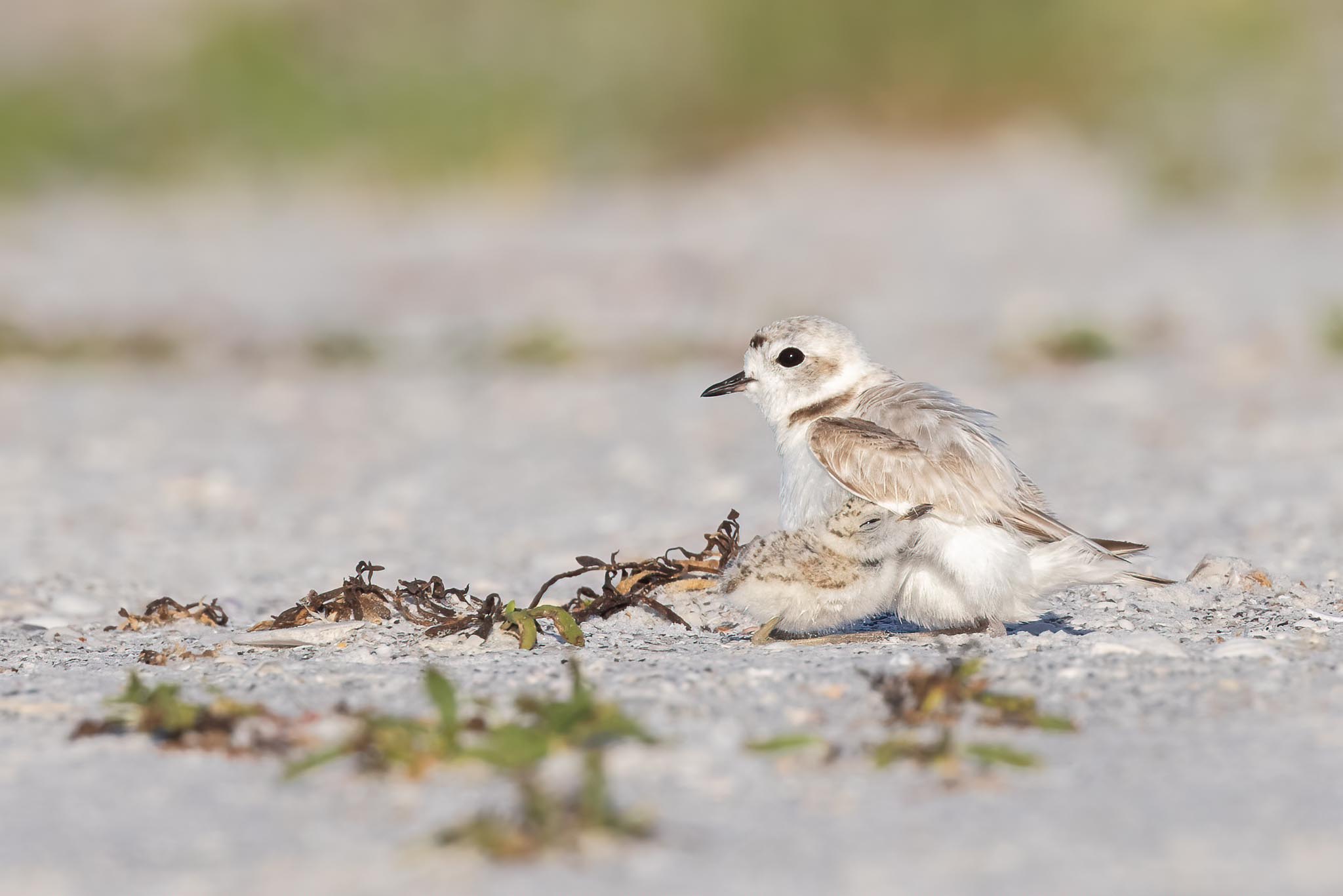 Snowy_Plovers_copyrightJessYarnell