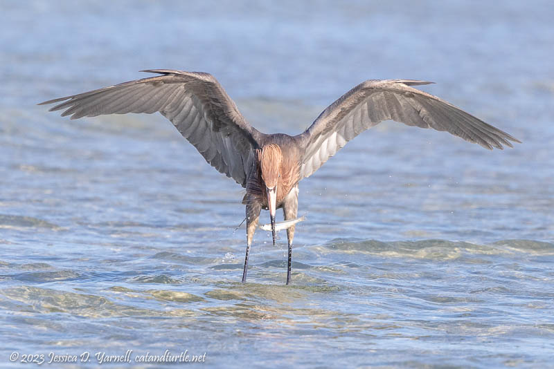 Reddish Egret