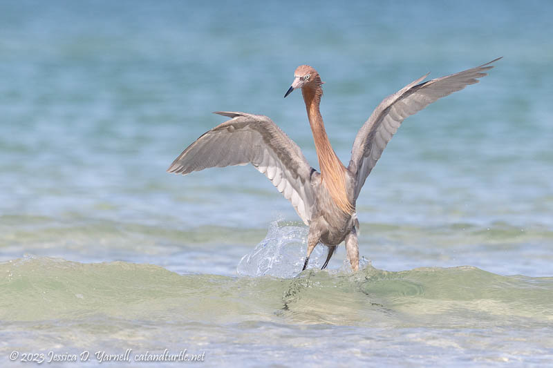 Reddish Egret