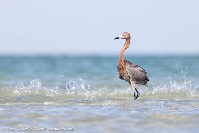 Reddish Egret