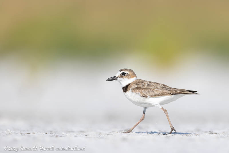 Wilson's Plover