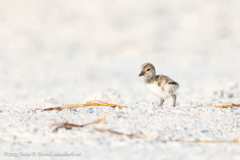 American Oystercatcher Chick