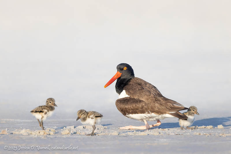 American Oystercatcher Family