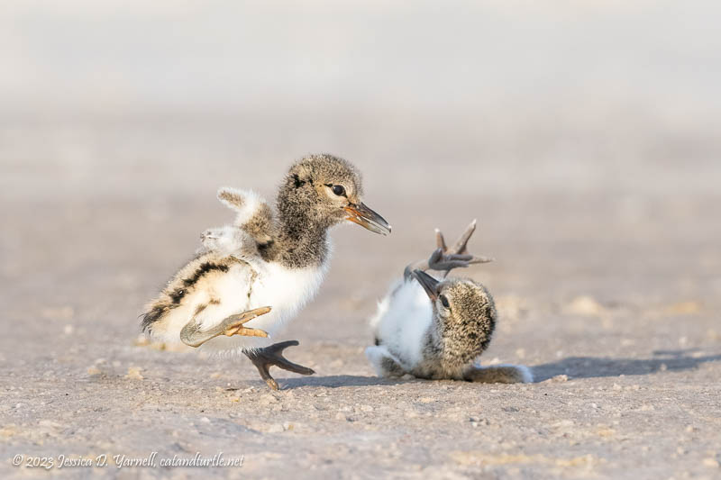 Baby Oystercatchers Romping