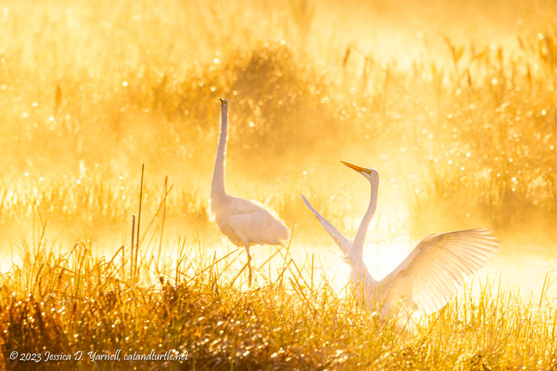Great Egret