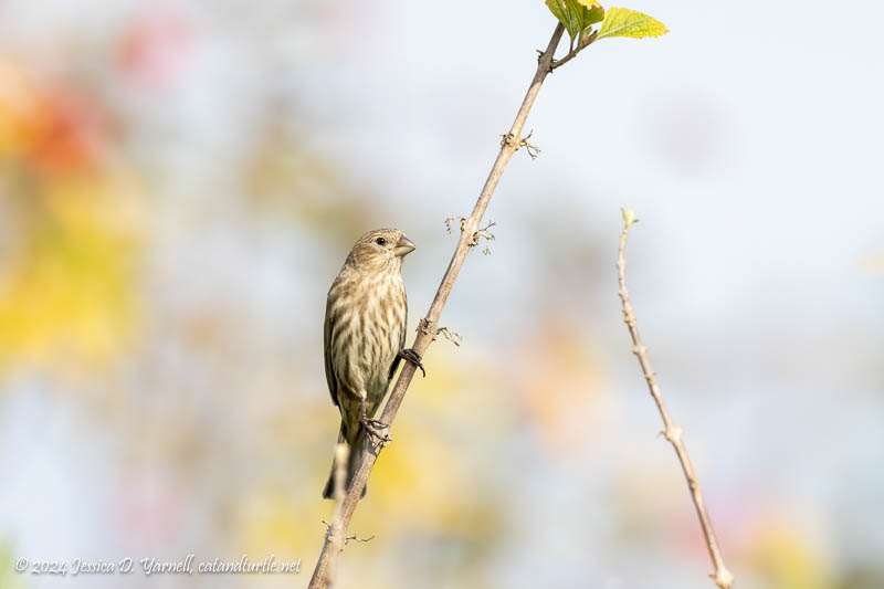 House Finch