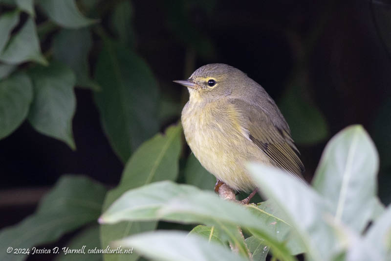 Orange-crowned Warbler