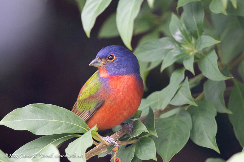 Painted Bunting