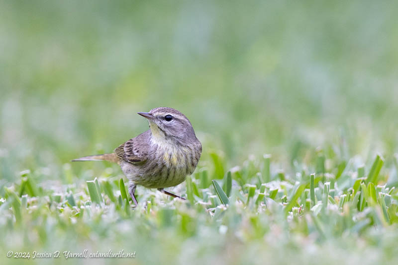 Palm Warbler