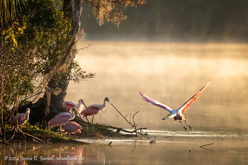 Roseate Spoonbill
