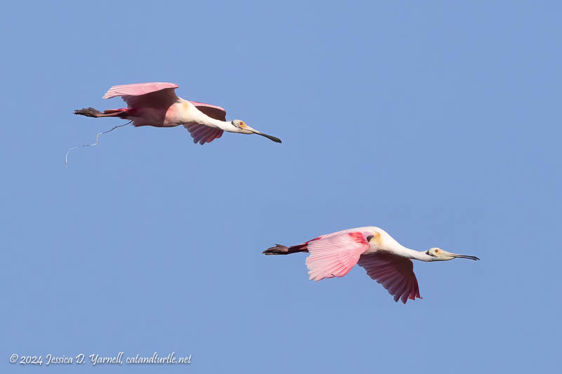 Roseate Spoonbills in Flight