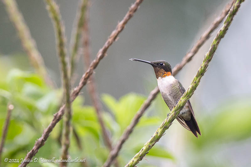Ruby-throated Hummingbird