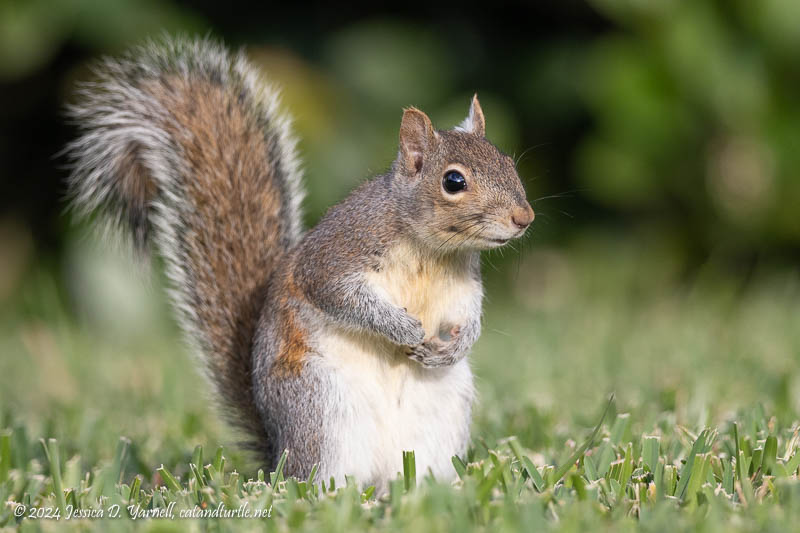Squirrel