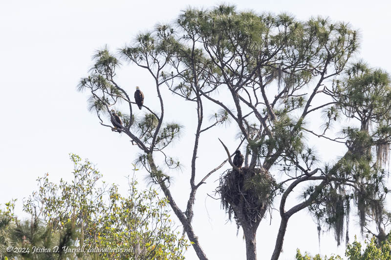 Eagle Nest