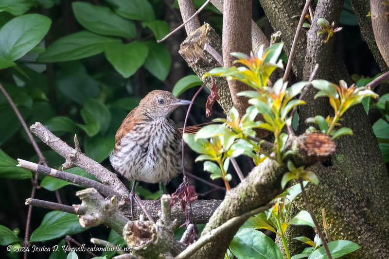 Baby Brown Thrasher