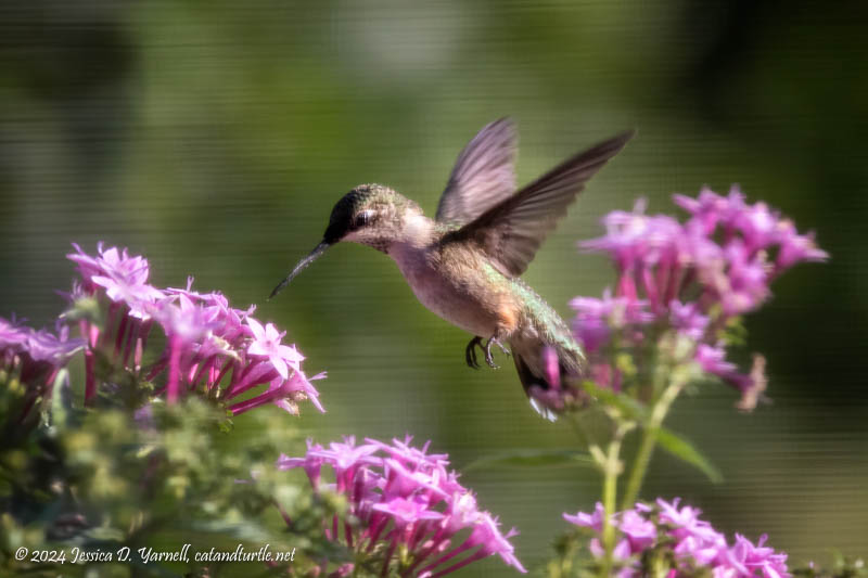 Ruby-Throated Hummingbird