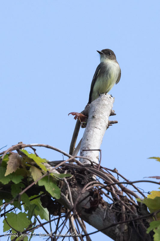 Eastern Phoebe