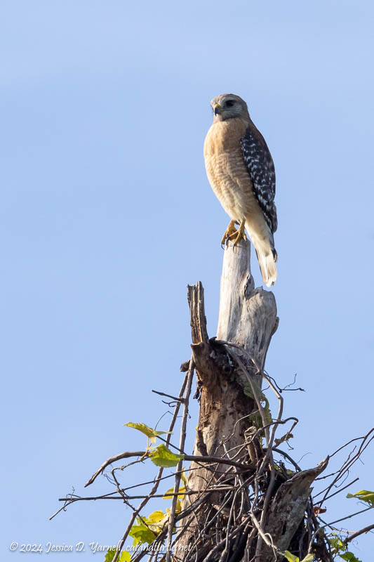 Red-Shouldered Hawk