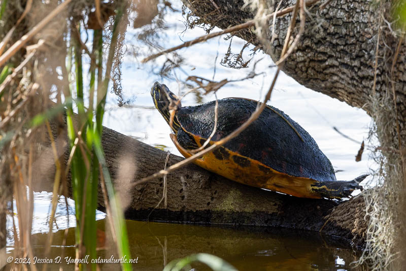 Turtle