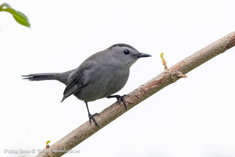 Gray Catbird