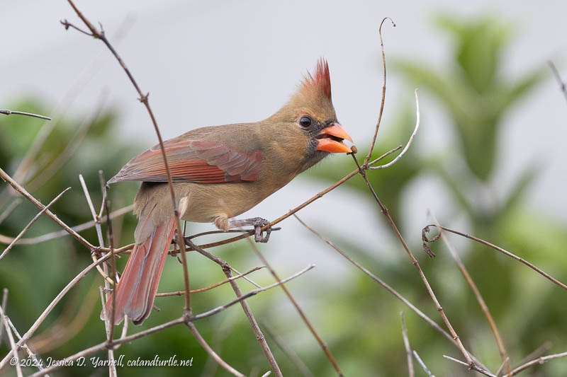 Northern Cardinal