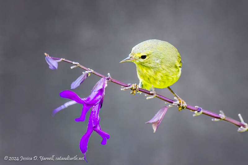 Orange-Crowned Warbler