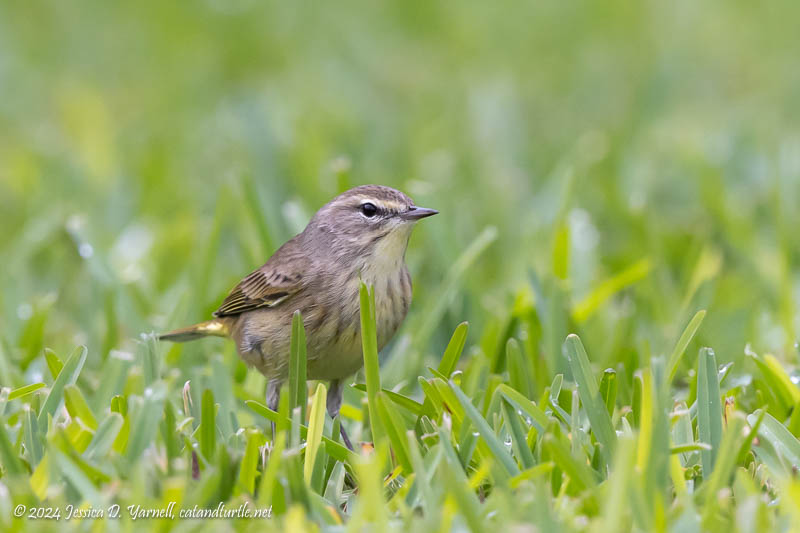 Palm Warbler