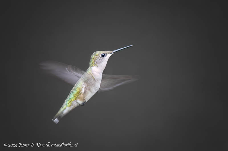 Ruby-Throated Hummingbird