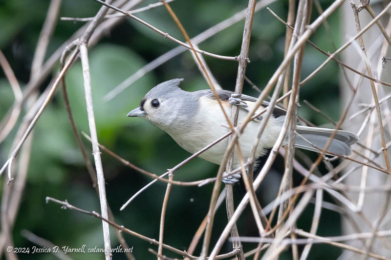 Tufted Titmouse