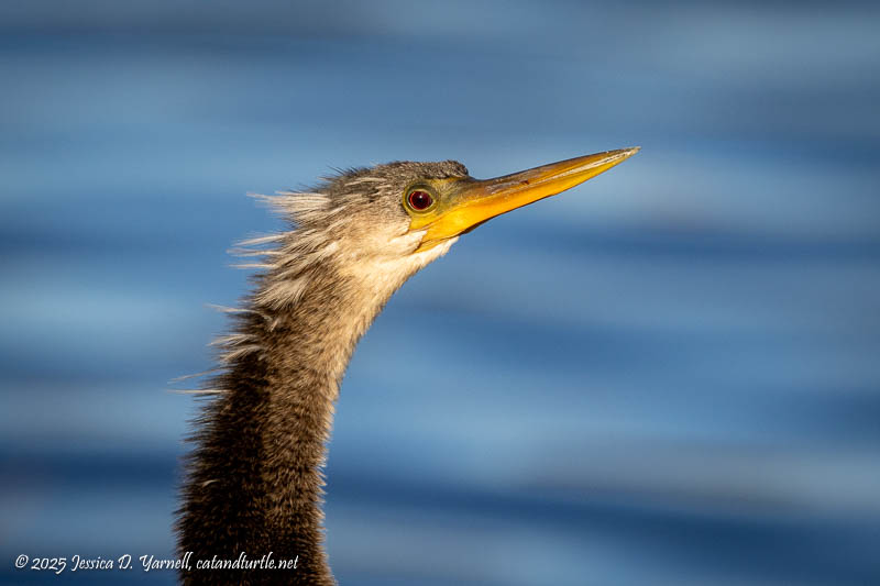 Anhinga