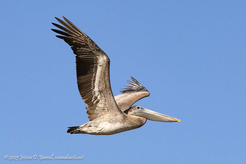 Brown Pelican