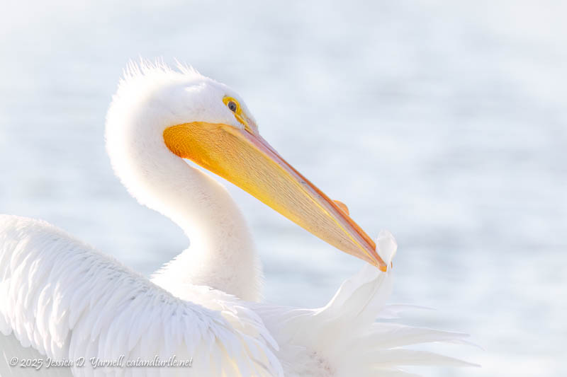 American White Pelican