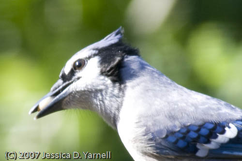 Blue Jay