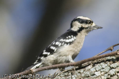 Downy Woodpecker