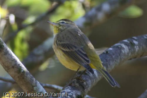 Palm Warbler 