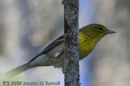 Pine Warbler
