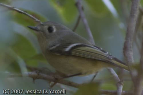 Ruby-Crowned Kinglet