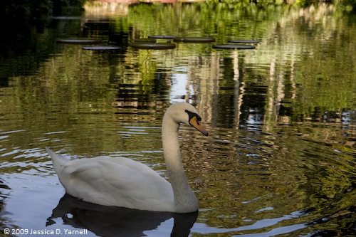 Swan