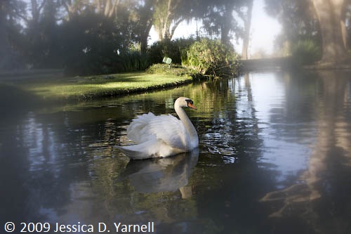 Swan
