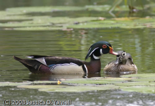 Wood Ducks