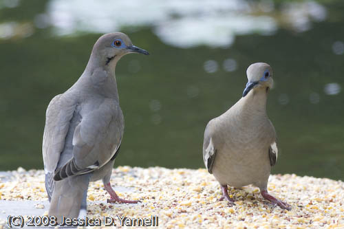 White-Winged Doves