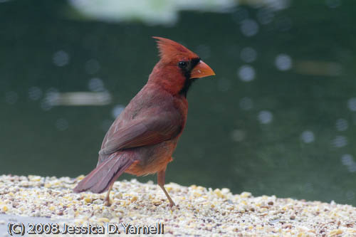 Cardinal
